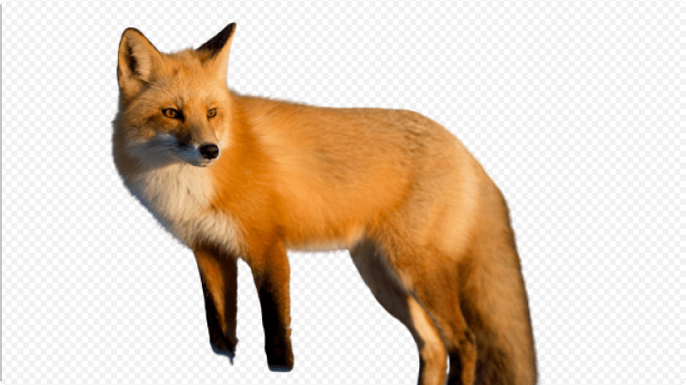 Remove background from animal